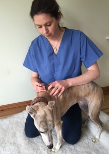 Jeffrey Dog Acupuncture treatment