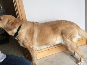 Ben stands and enjoys a few triangles of dairylea during his acupuncture treatment! His tail never stops wagging, he is a real gentleman.