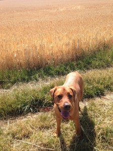 Jeff is thrilled to be back to soundness and running with his owner