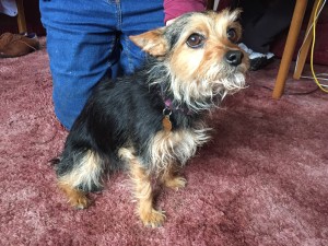 Tia sits with her owner during her acupuncture treatment