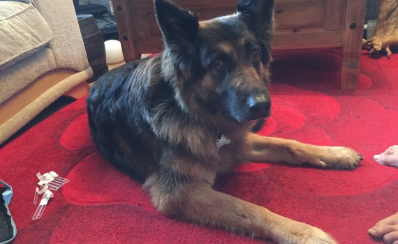 Ruby relaxing during her acupuncture treatment