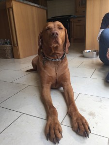 Finlay is a model patient and always lies quietly for his acupuncture treatment